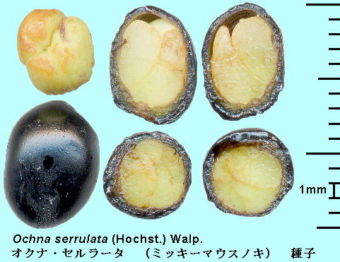 Ochna serrulata (Hochst.) Walp. ~bL[}EXmL (INiEZ[^) Drupe Ή