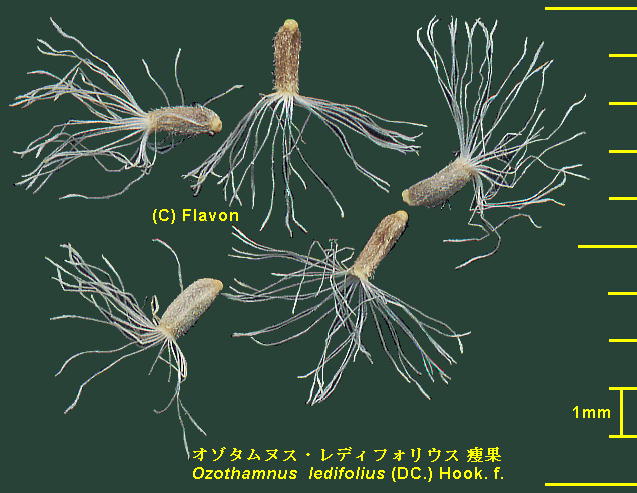 Ozothamnus ledifolius (A.Cunn. ex DC.) Hook.f. I]^iXEfBtHEX Achene 