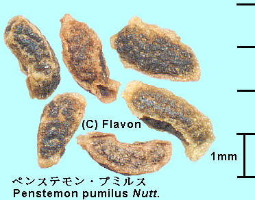 Penstemon pumilus Nutt. yXeEv~X Seeds q