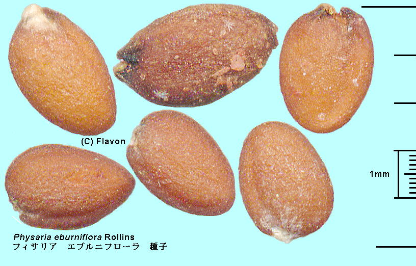 Physaria eburniflora Rollins tBTAEGujt[ Seeds q