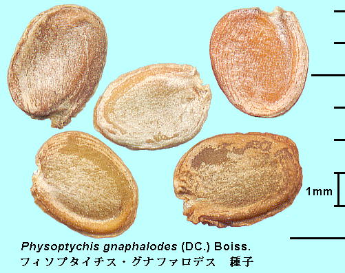 Physoptychis gnaphalodes (DC.) Boiss tB\v^C`XEOit@fX Seeds q