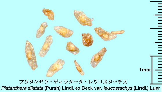 Platanthera dilatata (Pursh) Lindl. ex Beck var. leucostachys (Lindl.) Luer v^[EfB^[^EERX^[`X Seeds q