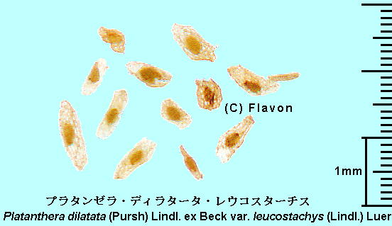 Platanthera dilatata (Pursh) Lindl. ex Beck var. leucostachys (Lindl.) Luer プラタンゼラ・ディラタータ・レウコスターチス Seeds 種子