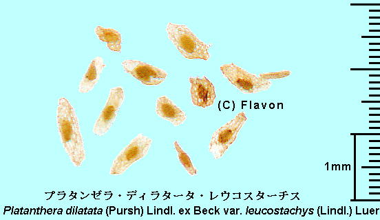 Platanthera dilatata (Pursh) Lindl. ex Beck var. leucostachys (Lindl.) Luer v^[EfB^[^EERX^[`X Seeds q