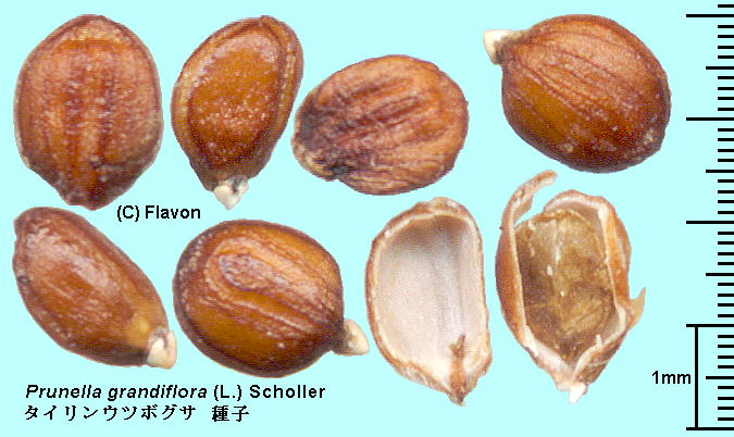 Prunella grandiflora (L.) Scholler ^CEc{OT Seeds q