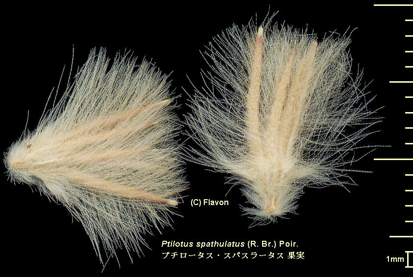 Ptilotus spathulatus (R. Br.) Poir. v`[^XEXpX[^X Fruits ʎ