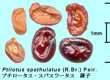 Ptilotus spathulatus (R. Br.) Poir. v`[^XEXpX[^X Seeds q