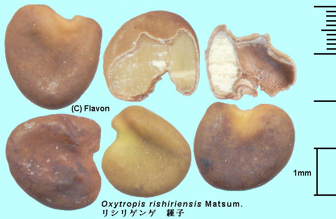 Oxytropis rishiriensis Matsum. VQQ Seeds q