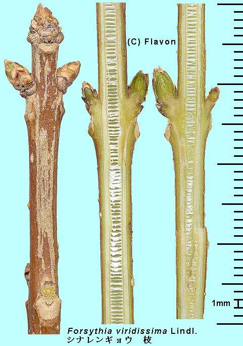 Forsythia viridissima Lindl. ViME Branch }