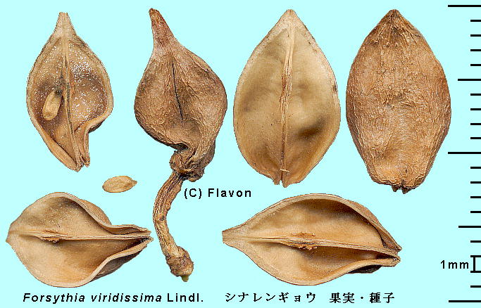 Forsythia viridissima Lindl. ViME Fruits nʎ