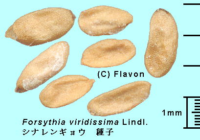 Forsythia viridissima Lindl. ViME Seeds 