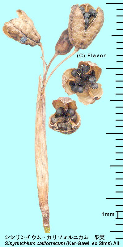 Sisyrinchium californicum (Ker Gawl.) W.T.Aiton LoimqA Fruits, Seeds ʎEq