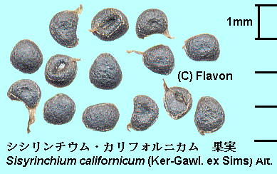 Sisyrinchium californicum (Ker Gawl.) W.T.Aiton LoimqA Seeds q