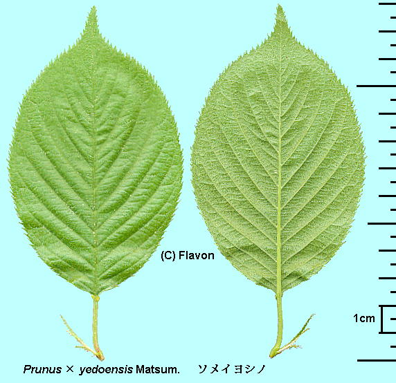 Cerasus ~ yedoensis (Matsum.) A.V.Vassil. \CVm Leaf t