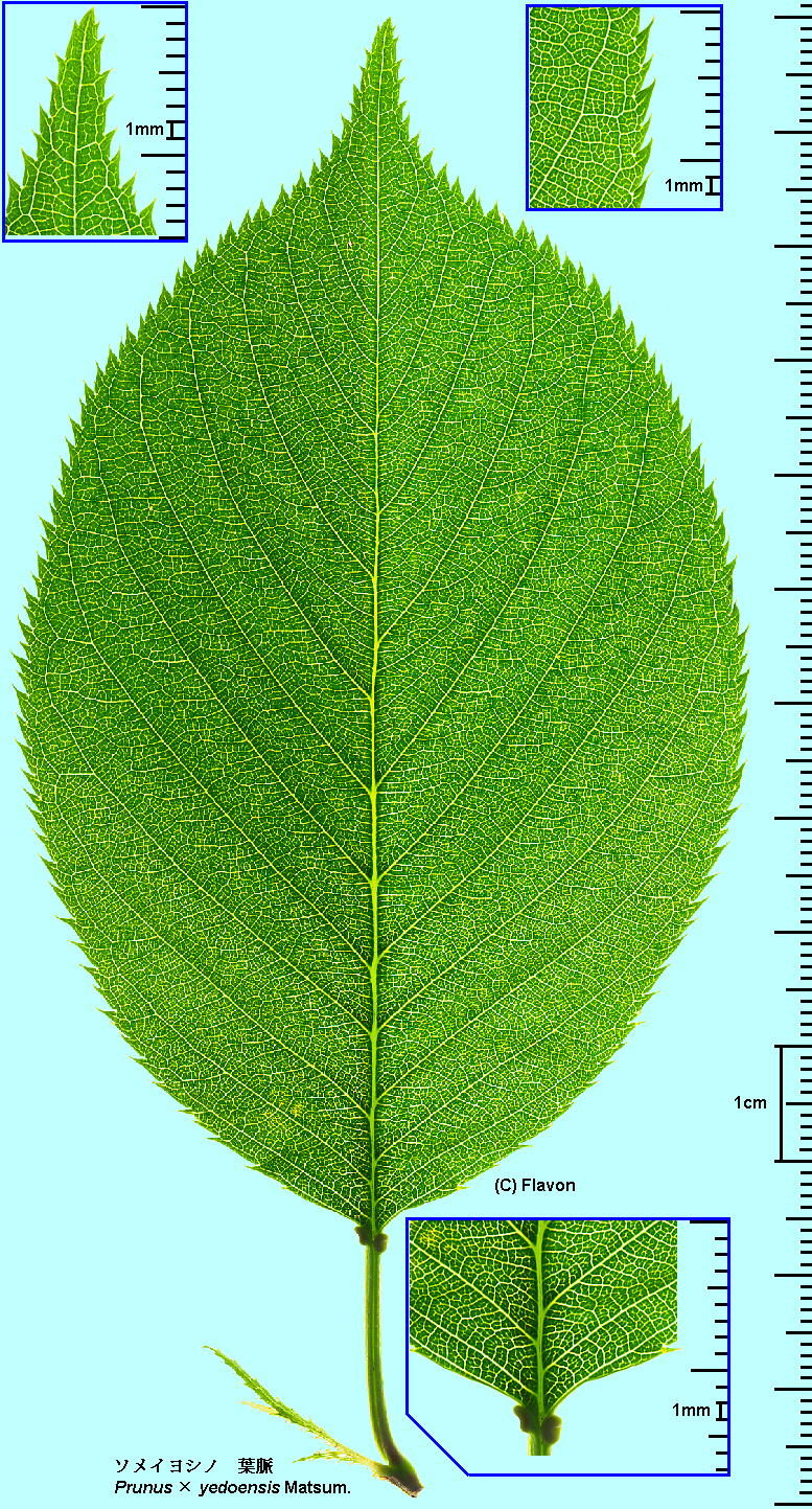 Cerasus ~ yedoensis (Matsum.) A.V.Vassil. \CVm Leaf vein t