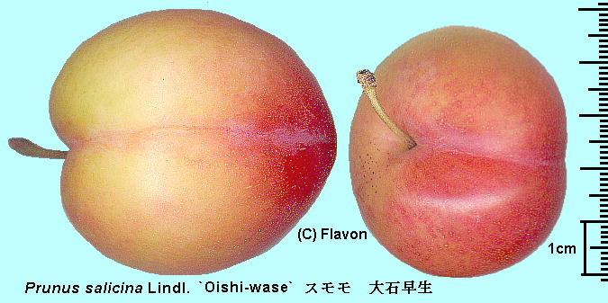 Prunus salicina Lindl. 'Oishi-wase' X 'Α' Fruits ʎ