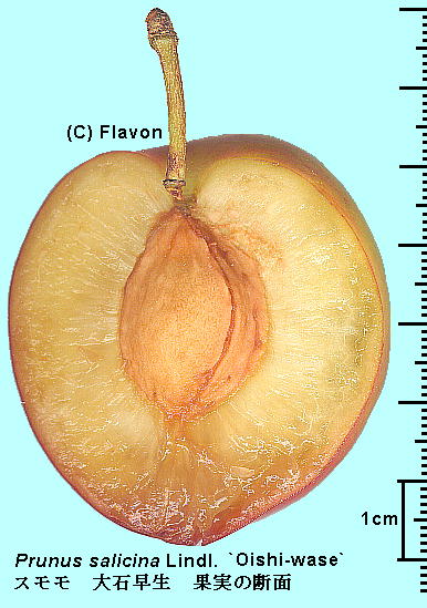 Prunus salicina Lindl. 'Oishi-wase' X 'Α' Fruits ʎ̒f