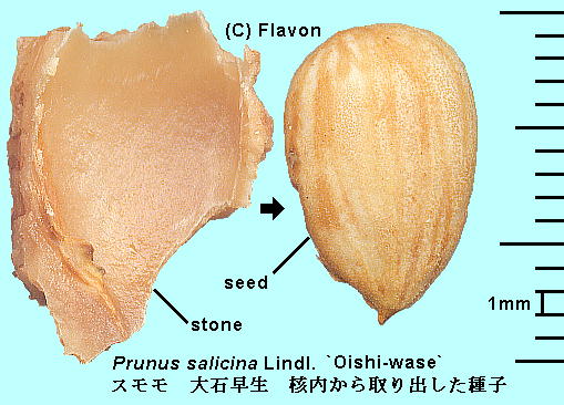 Prunus salicina Lindl. 'Oishi-wase' X 'Α' Seeds q