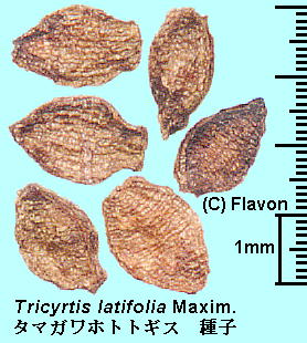 Tricyrtis latifolia Maxim. ^}KzggMX Seeds q