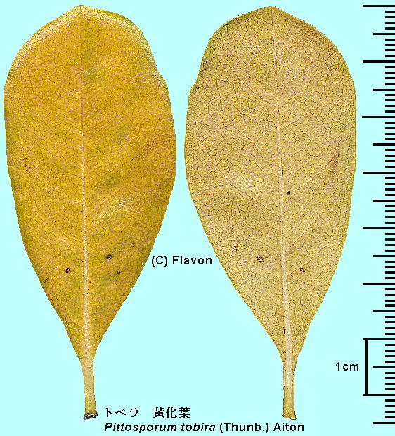 Pittosporum tobira (Thunb.) Aiton gx Leaf, Leaf vein tEt