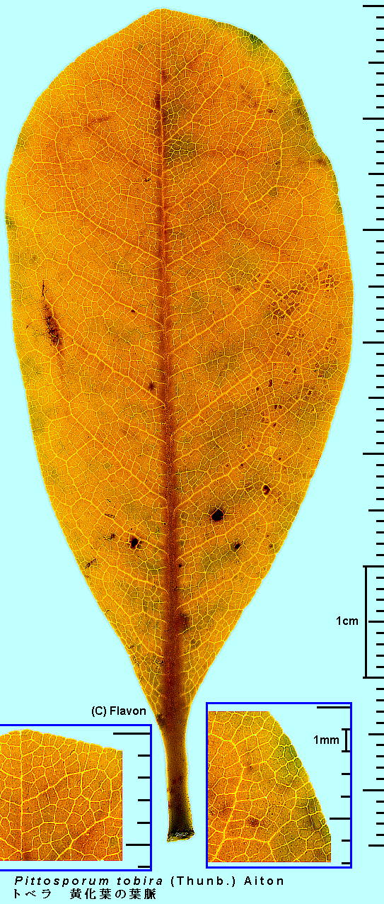 Pittosporum tobira (Thunb.) Aiton gx Leaf, Leaf vein tEt