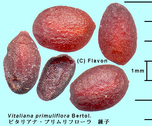 Vitaliana primuliflora Bertol. r^AiEvt[ Seeds q