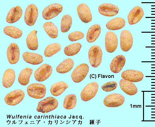 Wulfenia carinthiaca Jacq. EtFjAEJVAJ Seeds q