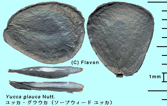 Yucca glauca Nutt. bJEOEJ Seeds q