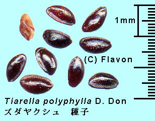 Tiarella polyphylla D.Don Y_NV Seeds q