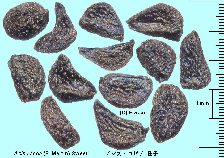 Acis rosea (F.Martin) Sweet AVXE[A Seeds q