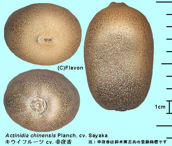 Actinidia chinensis Planch. var. deliciosa (A.Cheval.) A.Cheval. cv. Sayaka LECt[c 'K鍁' Fruits ʎ