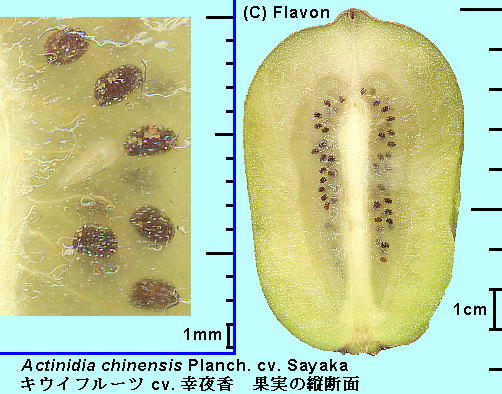 Actinidia chinensis Planch. var. deliciosa (A.Cheval.) A.Cheval. cv. Sayaka LECt[c 'K鍁'