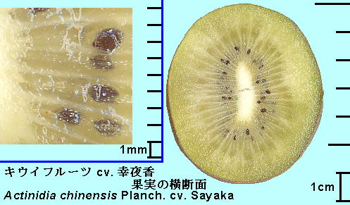 Actinidia chinensis Planch. var. deliciosa (A.Cheval.) A.Cheval. cv. Sayaka LECt[c 'K鍁'
