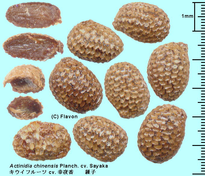 Actinidia chinensis Planch. var. deliciosa (A.Cheval.) A.Cheval. cv. Sayaka LECt[c 'K鍁' Seeds q