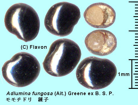 Adlumia fungosa (Ait.) Greene ex Britton, Sterns et Poggenb. `h Seeds q