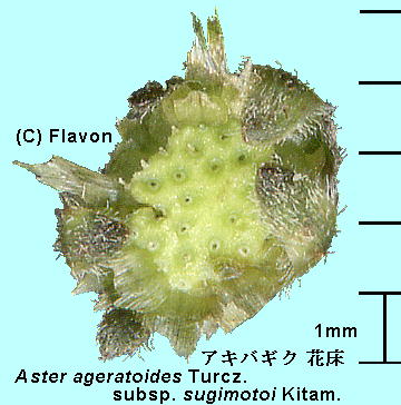 Aster ageratoides Turcz. subsp. sugimotoi (Kitam.) Kitam. ALoMN Receptacle ԏ