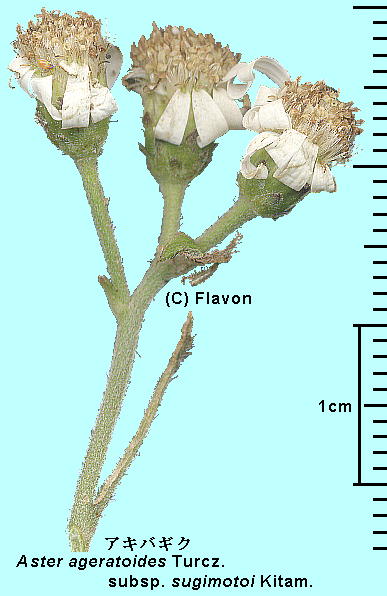 Aster ageratoides Turcz. subsp. sugimotoi (Kitam.) Kitam. ALoMN Head 