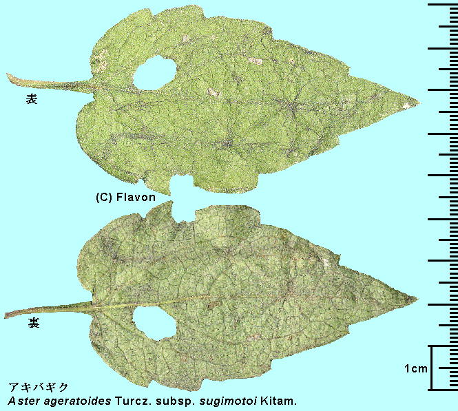 Aster ageratoides Turcz. subsp. sugimotoi (Kitam.) Kitam. ALoMN Leaf t