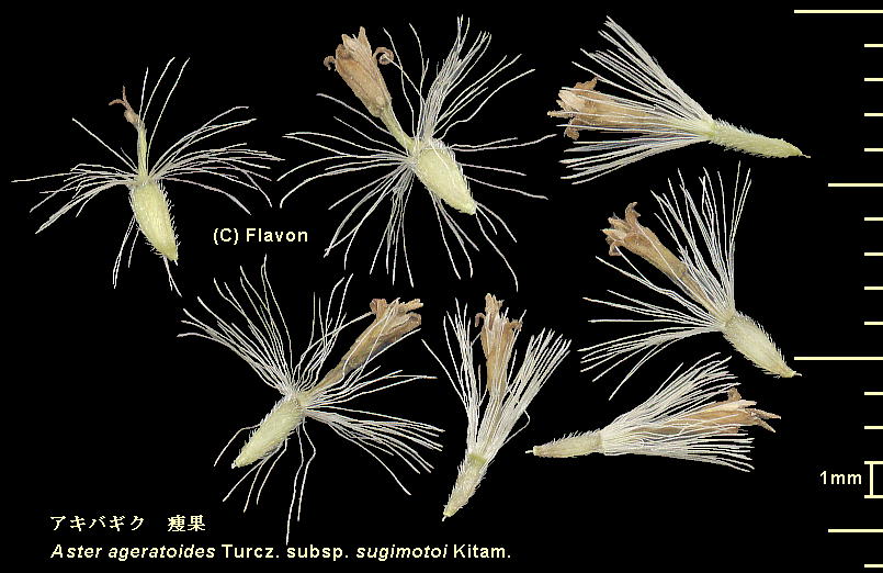 Aster ageratoides Turcz. subsp. sugimotoi (Kitam.) Kitam. ALoMN Achene 