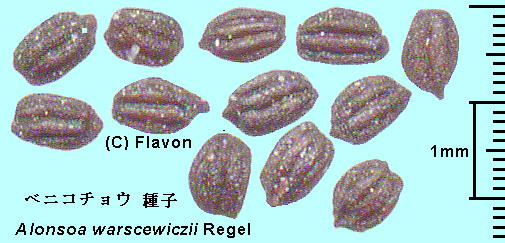 Alonsoa meridionalis (L. f.) Kuntze xjR`E seed q