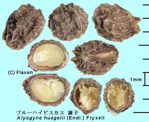 Alyogyne huegelii (Endl.) Fryxell u[nCrXJX Seeds q