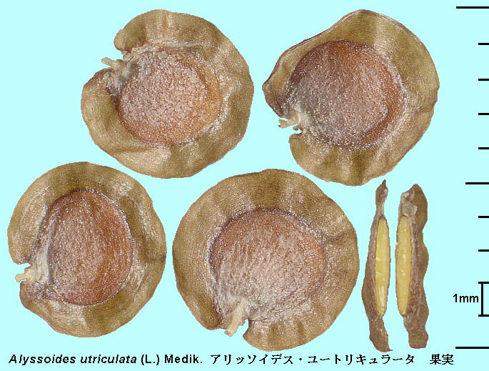 Alyssoides utriculata (L.) Medik. Ab\CfXE[gL[^ Fruits ʎ (n)