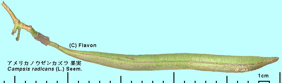 Campsis radicans (L.) Seem. AJmE[JY Fruit ʎ