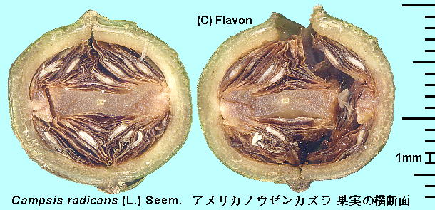 Campsis radicans (L.) Seem. AJmE[JY Fruit ʎ̒f