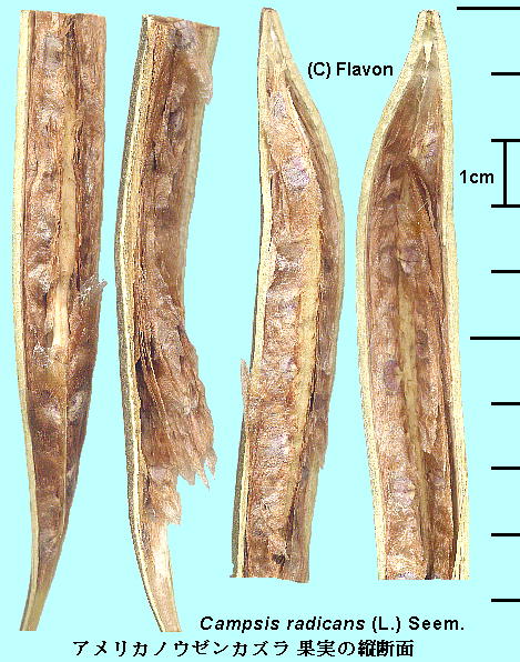 Campsis radicans (L.) Seem. AJmE[JY Fruit ʎ̒f