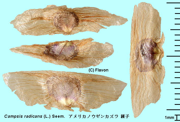 Campsis radicans (L.) Seem. AJmE[JY Seeds q