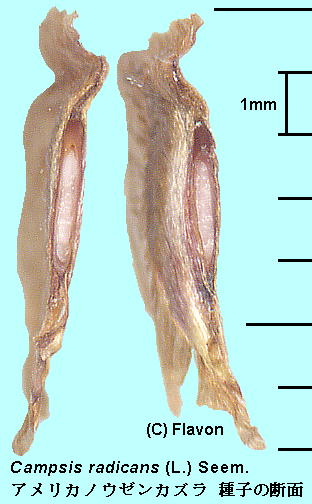 Campsis radicans (L.) Seem. AJmE[JY Seeds q̒f