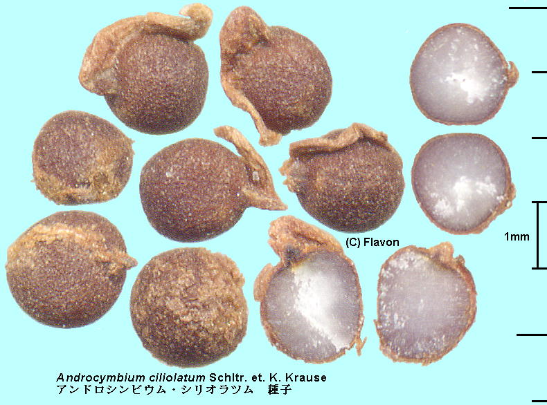 Androcymbium ciliolatum Schltr. et K.Krause AhVrEEVIc Seeds q