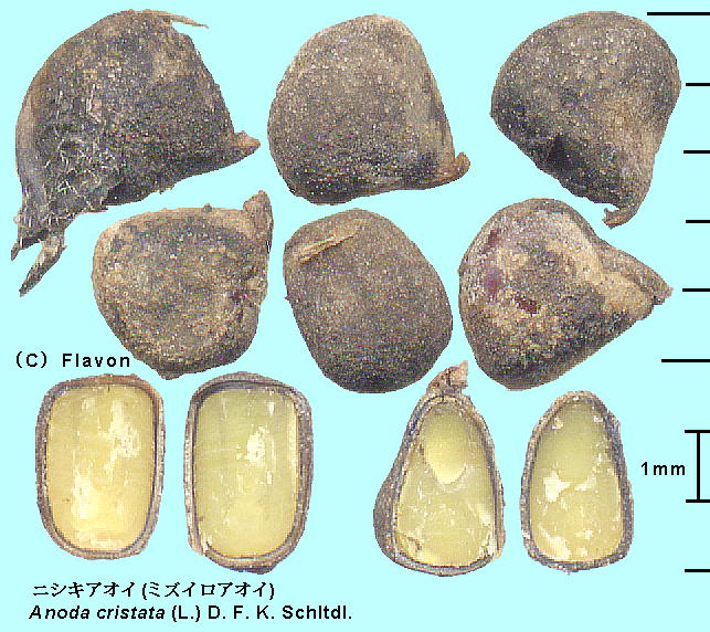 Anoda cristata (L.) Schltdl. jVLAICA~YCAIC Seed q
