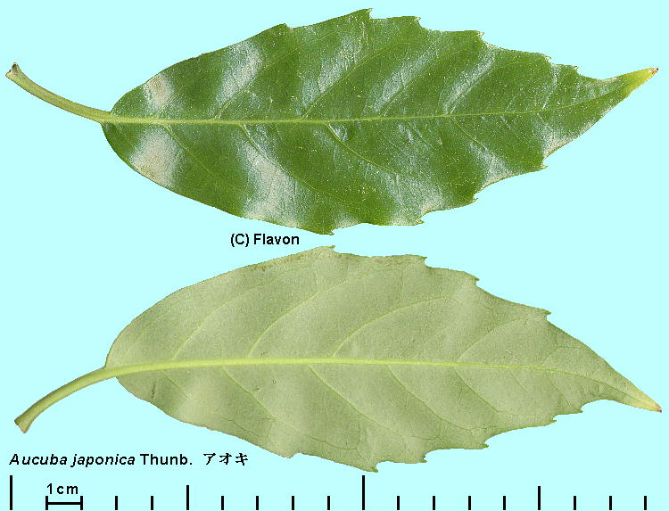 Aucuba japonica Thunb. AIL Leaf t